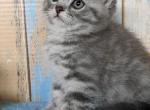 Mufasa - Munchkin Cat For Sale - Rochester, MI, US