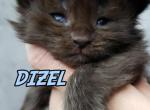 DIZEL - Maine Coon Cat For Sale - Pensacola, FL, US