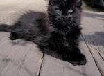 Litter D male - Maine Coon Cat For Sale - Jasper, GA, US