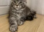 Flirt - Maine Coon Cat For Sale - NY, US