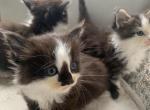 Smudge - Munchkin Cat For Sale - Salem, OR, US