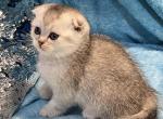 Scottish male - Scottish Fold Cat For Sale - Renton, WA, US