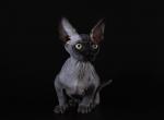 Zorro - Sphynx Cat For Sale - Norwalk, CT, US