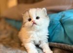 Roxys litter - Persian Cat For Sale - San Diego, CA, US