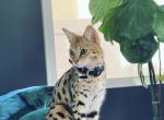 F1 tuna - Savannah Cat For Sale - Los Angeles, CA, US