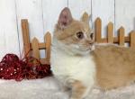 Felix - Munchkin Cat For Sale - Joplin, MO, US