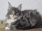 Sullivan - Maine Coon Cat For Sale - Hollywood, FL, US