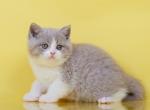 Baysik - British Shorthair Cat For Sale - Miami, FL, US