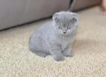 Bobby - Scottish Fold Cat For Sale - Auburn, IN, US