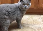 Farnsworth - British Shorthair Cat For Sale/Retired Breeding - Auburn, IN, US