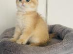 Alice - Scottish Fold Cat For Sale - Exton, PA, US