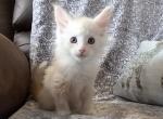 Purradise - Maine Coon Cat For Sale - OH, US