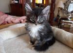 Purradise Silver Girl - Maine Coon Cat For Sale - OH, US