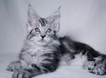 Silver Maine coons - Maine Coon Cat For Sale - State College, PA, US