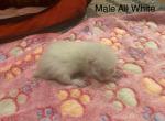 Lotus Litter - American Bobtail Cat For Sale - Longmont, CO, US