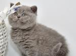 Vanessa - British Shorthair Cat For Sale - NY, US