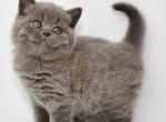 Venera - British Shorthair Cat For Sale - NY, US