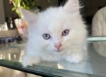 Flame Bicolor Female - Ragdoll Cat For Sale - Rising Sun, MD, US