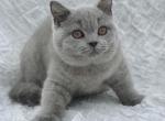 Selina - British Shorthair Cat For Sale - Miami, FL, US