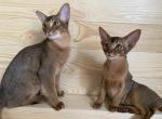 2 baby girls - Abyssinian Cat For Sale - Spring Hill, FL, US