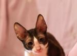 Felix - Devon Rex Cat For Sale - Miami, FL, US