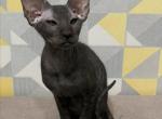 Grey Peterbald - Oriental Cat For Sale - Norwalk, CT, US