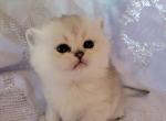 Max - British Shorthair Cat For Sale - New York, NY, US