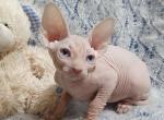 Aston - Sphynx Cat For Sale - Norwalk, CT, US