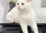 Whiteee - British Shorthair Cat For Sale - Auburn, WA, US