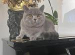 BLUE - British Shorthair Cat For Sale - Auburn, WA, US