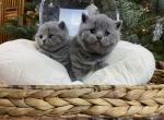 IDCATTERY Bambina - British Shorthair Cat For Sale - Auburn, WA, US