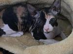 Xena - Sphynx Cat For Sale - Norwalk, CT, US