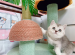 taki - Munchkin Cat For Sale - Staten Island, NY, US