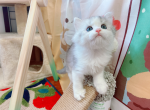 bobi - Munchkin Cat For Sale - Staten Island, NY, US