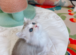 bobo - Munchkin Cat For Sale - Staten Island, NY, US