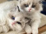 Uvani & Ragnar Litter - Ragdoll Cat For Sale - Appomattox, VA, US