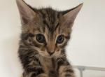 Zelda - Domestic Cat For Sale - Bronx, NY, US
