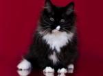 Georgian Black - Siberian Cat For Sale - Norwalk, CT, US