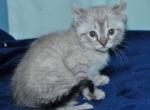 Highlander Kitten For sale - Highlander Cat For Sale - IN, US