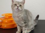 Harry - British Shorthair Cat For Sale - Denver, CO, US