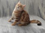 Hunter - British Shorthair Cat For Sale - Chicago, IL, US