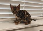 Bengal Kitten - Bengal Cat For Sale - Vancouver, WA, US