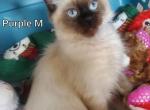 Balinese Siamese Seal Point 1 M - Siamese Cat For Sale - NY, US