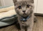 Scottish Straight Kitten - Scottish Straight Cat For Sale - Auburn, WA, US