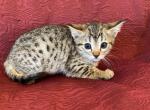 Tessa - Savannah Cat For Sale - Cortez, CO, US