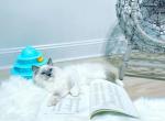 Blue Pearl - Ragdoll Cat For Sale - Fairfax, VA, US