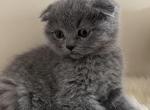 Puffy - Scottish Fold Cat For Sale - Huntington, NY, US