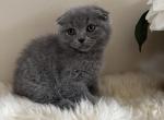 Valentina - Scottish Fold Cat For Sale - Huntington, NY, US