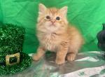 Archie - Munchkin Cat For Sale - Ava, MO, US
