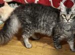 Price reduced LaPerm Silver male - LaPerm Cat For Sale - Salem, OR, US